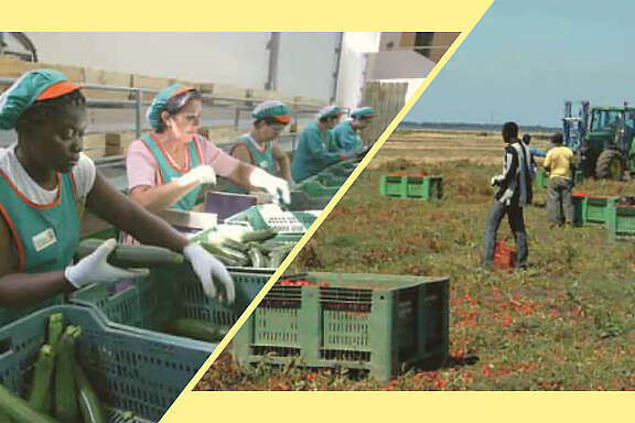 Die Koordination der Landarbeit wird durch mafiöse Netzwerke verwaltet.