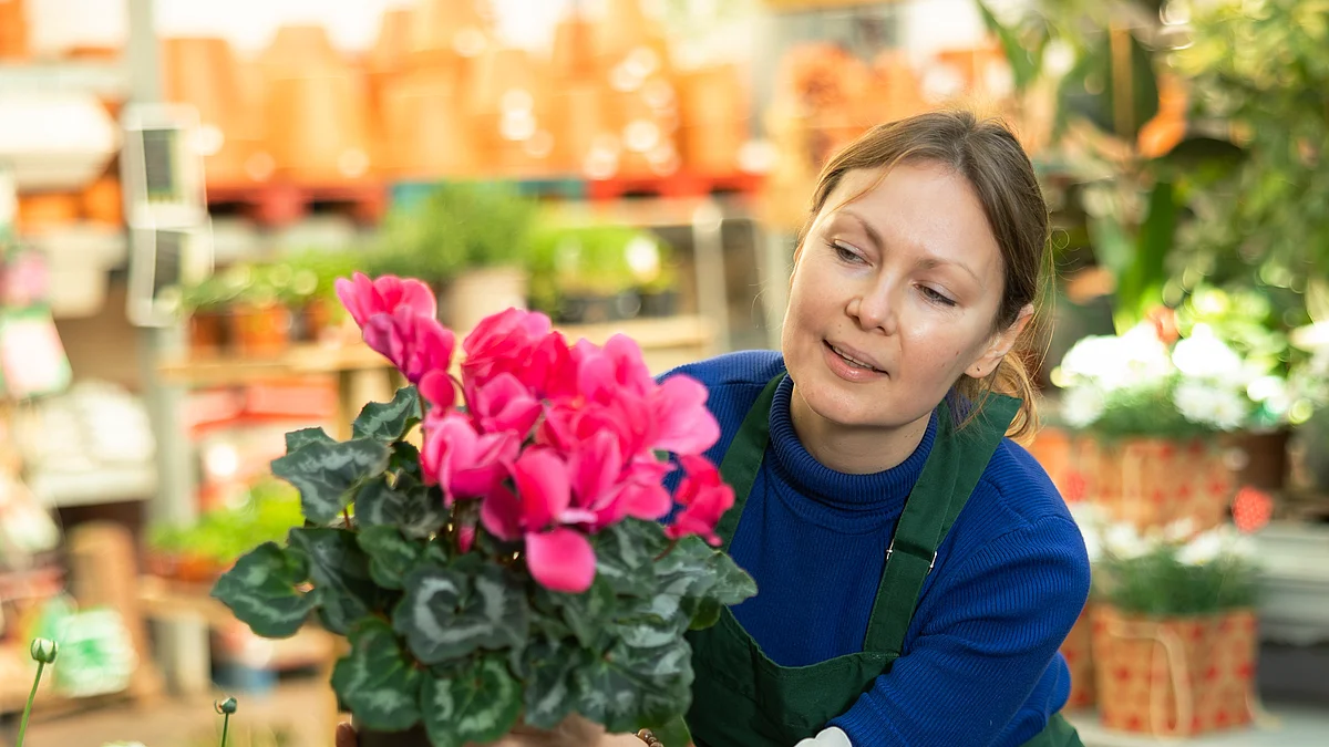Detailhandelsfachfrau mit grüner Schutzschürze schaut sorgsam auf den Cyklamen-Blumentopf in ihrer Hand. Im Hindergrund ist ein grosser Lebensmittelmarkt zu erkennen.
