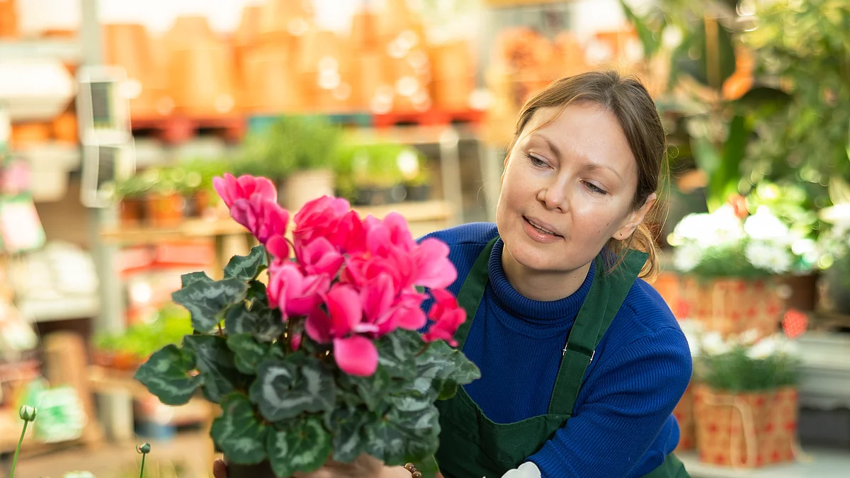 Une gestionnaire du commerce de détail en tablier de protection vert regarde attentivement le pot de fleurs de cyclamens qu'elle tient à la main. En arrière-plan, on aperçoit un supermarché.