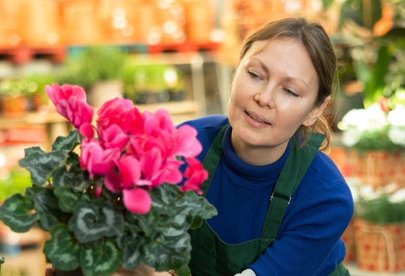 Une gestionnaire du commerce de détail en tablier de protection vert regarde attentivement le pot de fleurs de cyclamens qu'elle tient à la main. En arrière-plan, on aperçoit un supermarché.