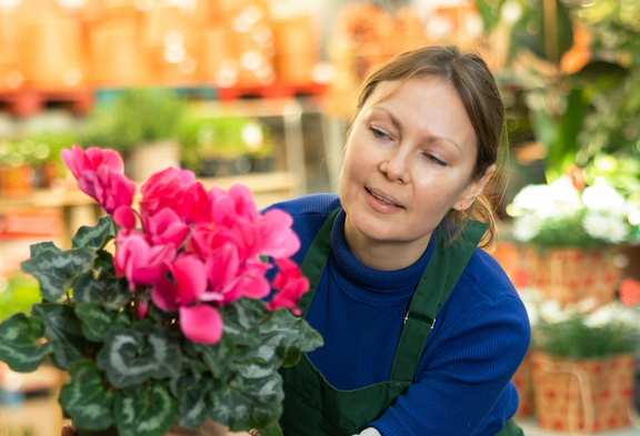 Una impiegata del commercio al dettaglio con un grembiule protettivo verde osserva attentamente il vaso di ciclamini che ha in mano. Sullo sfondo si vede un grande mercato alimentare.