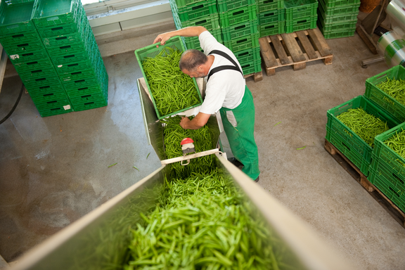 Mann beim Bohnen sortieren